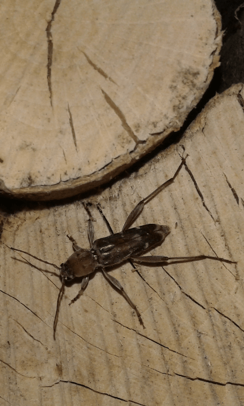 Xylotrechus stebbingi (Cerambycidae)? S.
